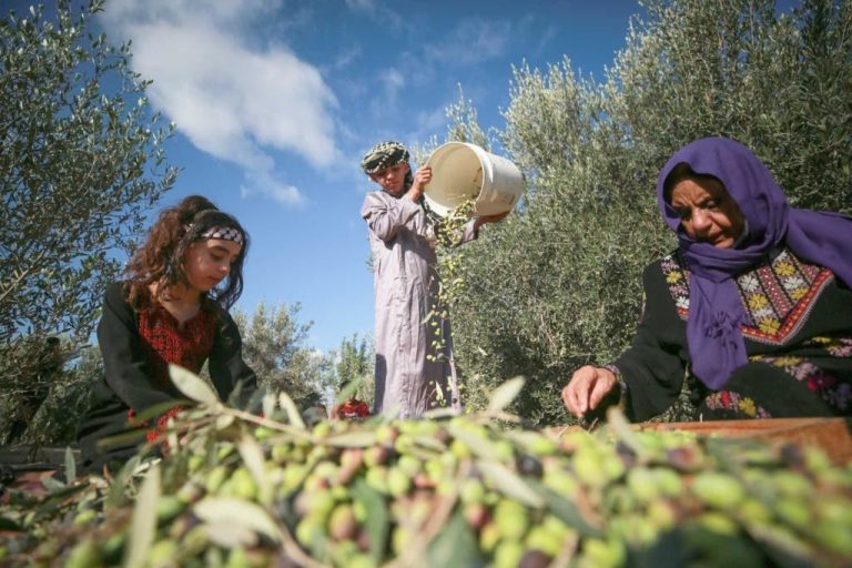 المغرب يدعم موسم قطاف الزيتون في القدس بحملة "عونة" للعام السادس المغرب يدعم موسم قطاف الزيتون في القدس بحملة "عونة" للعام السادس