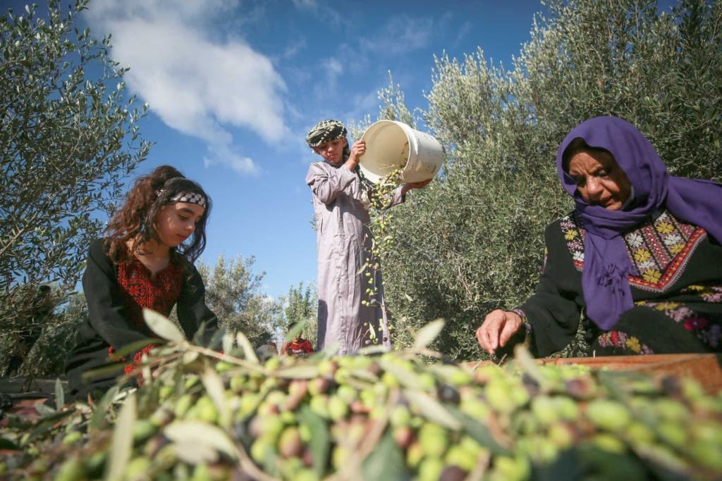 المغرب يدعم موسم قطاف الزيتون في القدس بحملة "عونة" للعام السادس المغرب يدعم موسم قطاف الزيتون في القدس بحملة "عونة" للعام السادس