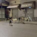 هجوم كلاب ضالة يثير الرعب في الحسيمة… اتهامات للمجلس الجماعي بالتقاعس عن حماية المواطنين