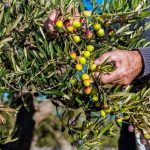 وزير الفلاحة يبشر المغاربة بانخفاض قياسي في أسعار الزيتون وارتفاع الإنتاج