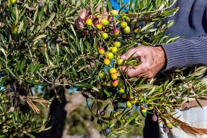 وزير الفلاحة يبشر المغاربة بانخفاض قياسي في أسعار الزيتون وارتفاع الإنتاج