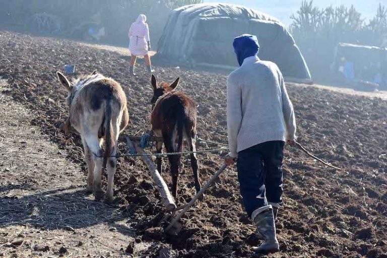 الجفاف يفاقم أزمة الفلاحين في جهة فاس-مكناس الجفاف يفاقم أزمة الفلاحين في جهة فاس-مكناس