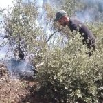 الحسيمة: السلطات تنجح في السيطرة على حريق غابوي بجبل دهدوه