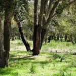 مخاوف أعمال البناء.. “المياه والغابات” تؤكد التزامها بحماية غابة المعمورة