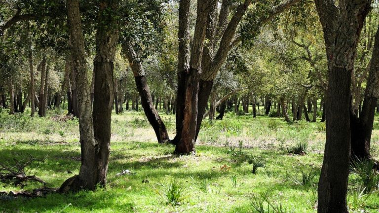 مخاوف أعمال البناء.. “المياه والغابات” تؤكد التزامها بحماية غابة المعمورة مخاوف أعمال البناء.. “المياه والغابات” تؤكد التزامها بحماية غابة المعمورة