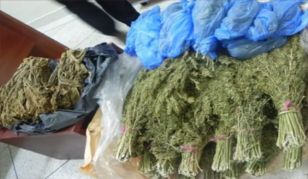 درك تارودانت يحجز طناً من القنب الهندي ويوقف فتاة في كمين محكم بتامزاورت درك تارودانت يحجز طناً من القنب الهندي ويوقف فتاة في كمين محكم بتامزاورت