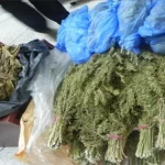 درك تارودانت يحجز طناً من القنب الهندي ويوقف فتاة في كمين محكم بتامزاورت