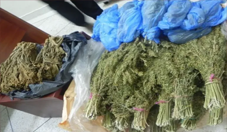 درك تارودانت يحجز طناً من القنب الهندي ويوقف فتاة في كمين محكم بتامزاورت درك تارودانت يحجز طناً من القنب الهندي ويوقف فتاة في كمين محكم بتامزاورت