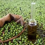 انطلاق موسم جني الزيتون في جرسيف وسط ترقب بشأن الأسعار