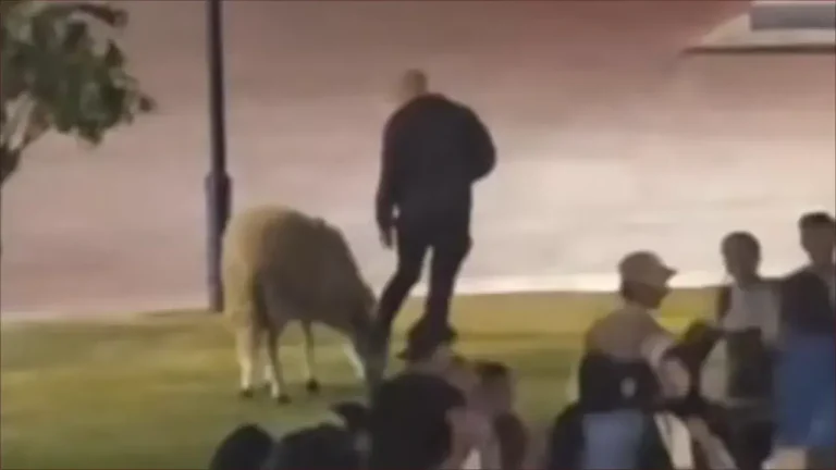رعي خروف يعرقل جهود تهيئة المساحات الخضراء بفاس رعي خروف يعرقل جهود تهيئة المساحات الخضراء بفاس