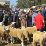 البواري يعلن عن موعد صرف دعم مربي الماشية على دفعتين ابتداءً من نونبر القادم