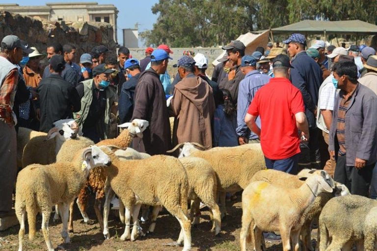 البواري يعلن عن موعد صرف دعم مربي الماشية على دفعتين ابتداءً من نونبر القادم