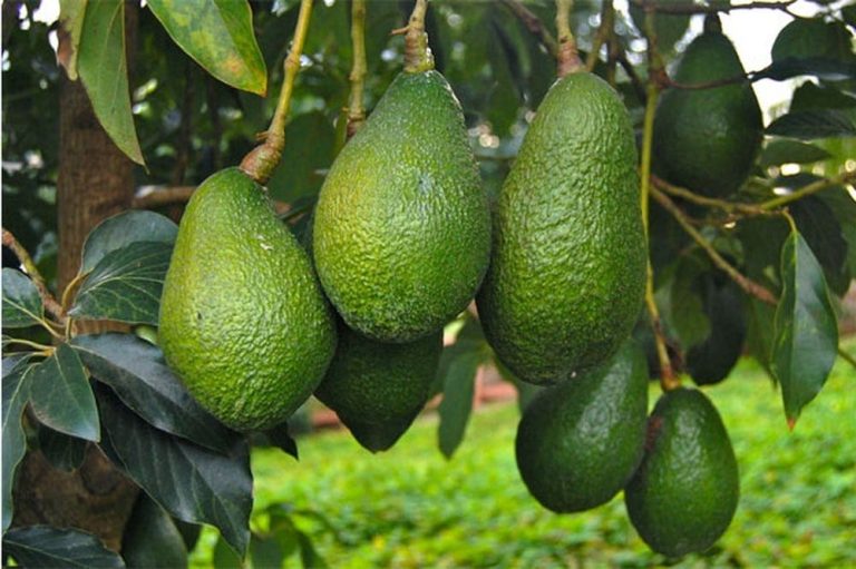 طفرة الأفوكادو المغربية تقلق المزارعين الإسبان