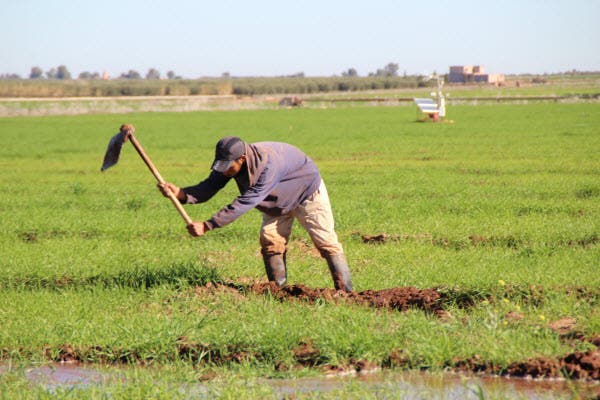 بوجدور: الصحراء تتحول إلى واحة فلاحية بمشاريع مستدامة بوجدور: الصحراء تتحول إلى واحة فلاحية بمشاريع مستدامة