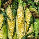 صادرات الذرة المغربية إلى ألمانيا تسجل رقمًا قياسيًا جديدًا في 2025