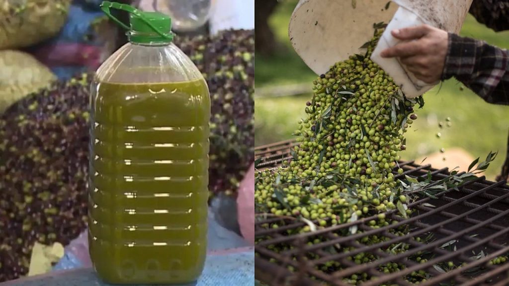 جني الزيتون المبكر يهدد جودة الزيوت ويثير تساؤلات حول الأسعار