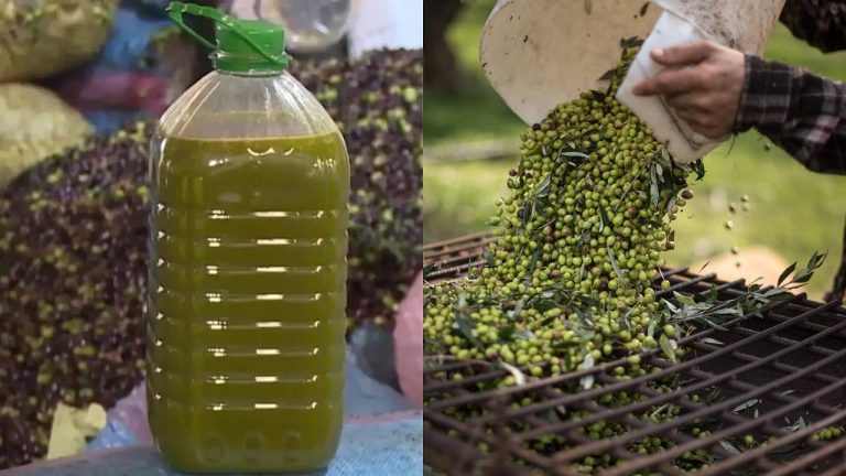 جني الزيتون المبكر يهدد جودة الزيوت ويثير تساؤلات حول الأسعار