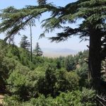 لجان تفتيش مركزية تفتح ملفات تعاونيات غابوية بإقليم إفران في إطار تعزيز الحكامة