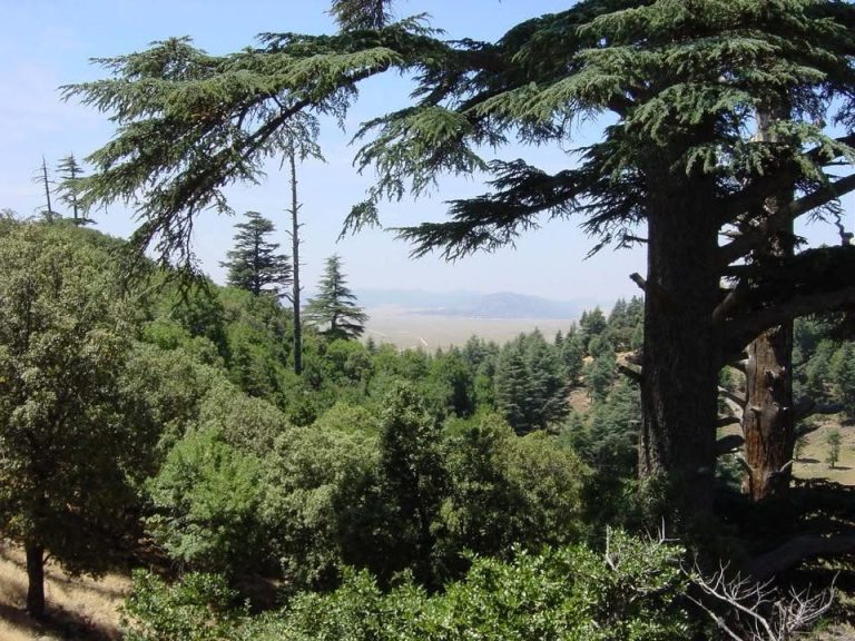 لجان تفتيش مركزية تفتح ملفات تعاونيات غابوية بإقليم إفران في إطار تعزيز الحكامة