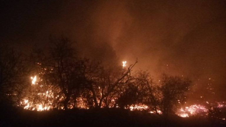 حرائق تيبازة بالجزائر: جهود مكثفة لإخماد النيران وإجلاء السكان