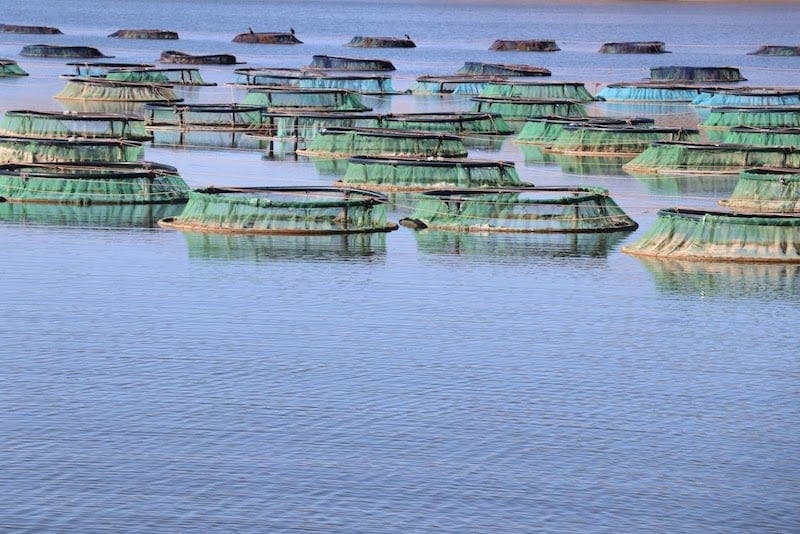 الحكومة تصادق على مرسوم جديد لتنظيم مزارع الأحياء المائية البحرية