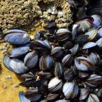 تزنيت.. كتابة الدولة تكشف عن تلوث صدفيات سيدي بولفضايل وتحذر المستهلكين