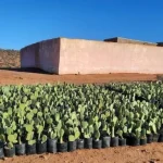 انطلاق برنامج وطني لغرس 122 ألف هكتار من الصبار المقاوم للحشرة القرمزية