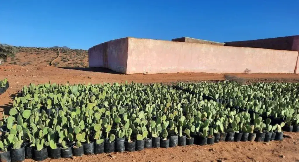 انطلاق برنامج وطني لغرس 122 ألف هكتار من الصبار المقاوم للحشرة القرمزية