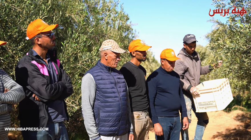 "المثمر" لـ"OCP" تواصل دعم الفلاحين وتحقق زيادة ملحوظة في الإنتاجية