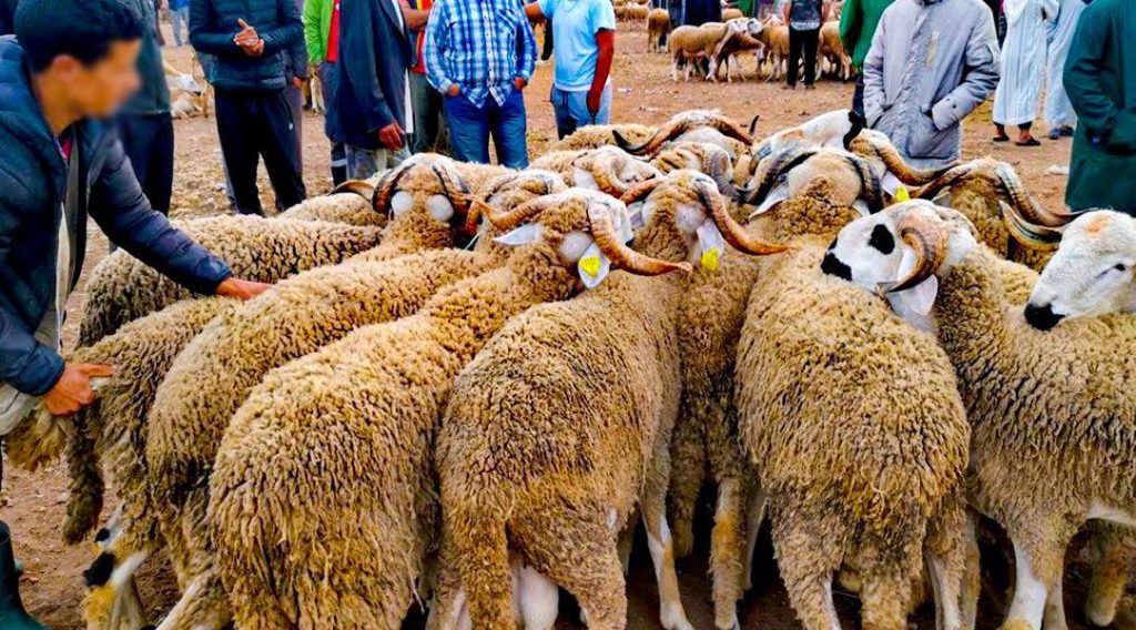 سطات: سوق المواشي "السبت" يشهد سرقات متكررة تستهدف الكسابة والتجار