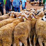 سطات: سوق المواشي "السبت" يشهد سرقات متكررة تستهدف الكسابة والتجار