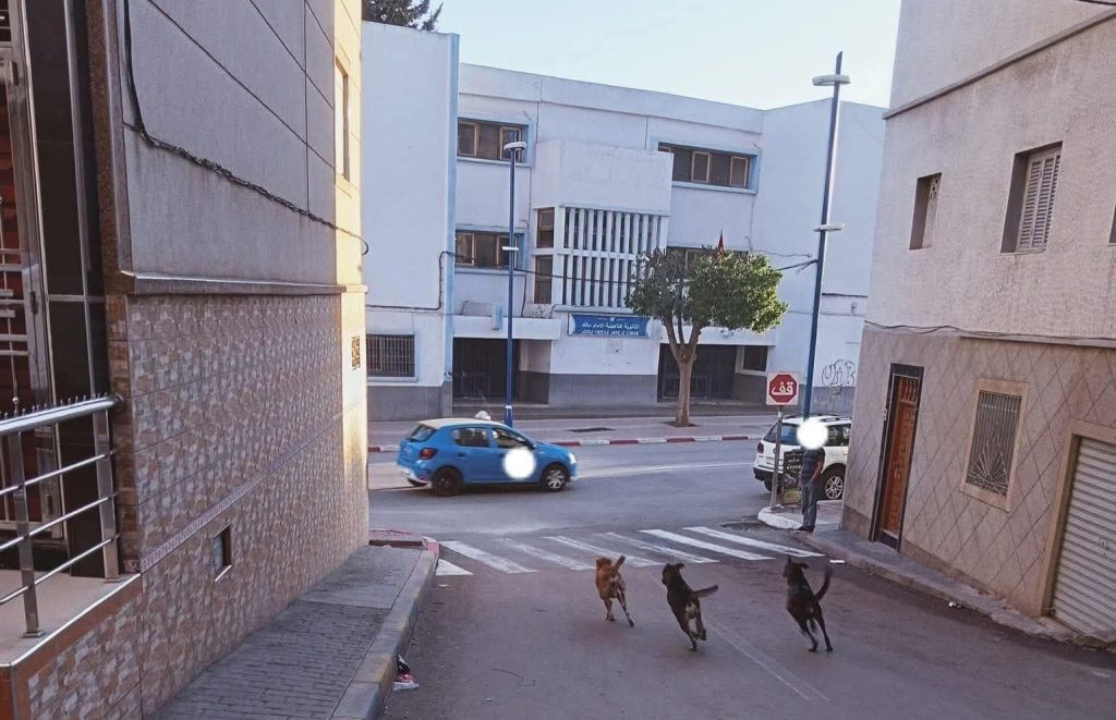 كلاب ضالة تهاجم تلميذا بالحسيمة.. وجمعيات مدنية تطالب بالتدخل