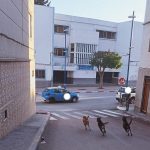 كلاب ضالة تهاجم تلميذا بالحسيمة.. وجمعيات مدنية تطالب بالتدخل