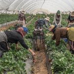 مقتل عاملة مغربية في مزارع إسبانيا.. والشرطة توقف مشتبهًا به