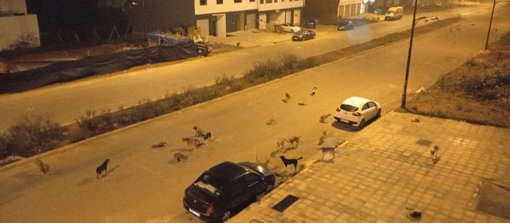 القنيطرة.. من ظاهرة “الأبقار” إلى ظاهرة الكلاب الضالة وما تشكله من خطر على الساكنة