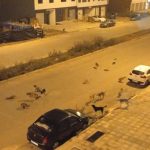 القنيطرة.. من ظاهرة “الأبقار” إلى ظاهرة الكلاب الضالة وما تشكله من خطر على الساكنة