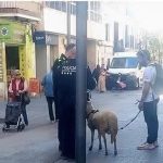 مغربي في برشلونة يثير الجدل بتربية خروف في شقته