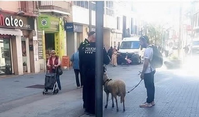 مغربي في برشلونة يثير الجدل بتربية خروف في شقته