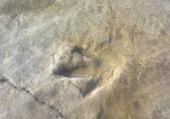 مسار جديد لآثار الديناصورات شمال أكادير يعزز المكانة العلمية للمنطقة