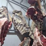 إيداع جزارين سجن الأوداية بمراكش على خلفية قضية لحوم فاسدة