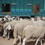 الدرك الملكي بإقليمي أزرو وإفران يكثف عملياته الأمنية لمكافحة سرقة المواشي