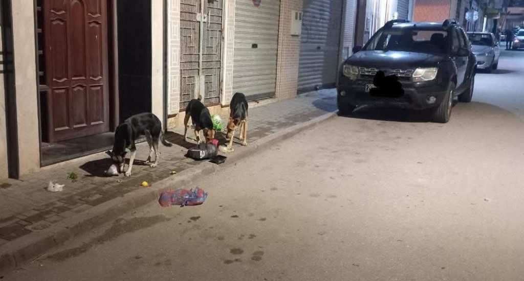 الحسيمة.. انتشار مقلق للكلاب الضالة يثير مخاوف الساكنة