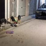 الحسيمة.. انتشار مقلق للكلاب الضالة يثير مخاوف الساكنة
