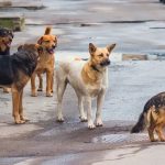 جمعية حقوق المستهلك تحذر من تنامي خطر الكلاب الضالة في المغرب