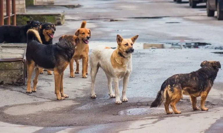 جمعية حقوق المستهلك تحذر من تنامي خطر الكلاب الضالة في المغرب