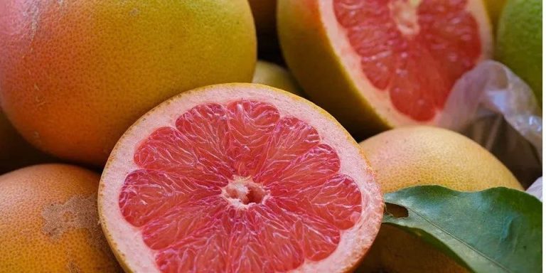 المغرب يحقق رقمًا قياسيًا في صادرات البمبلموس إلى كندا