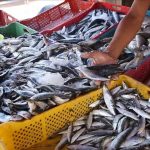 أسعار السردين في الدار البيضاء تتجاوز 30 درهما للكيلوغرام