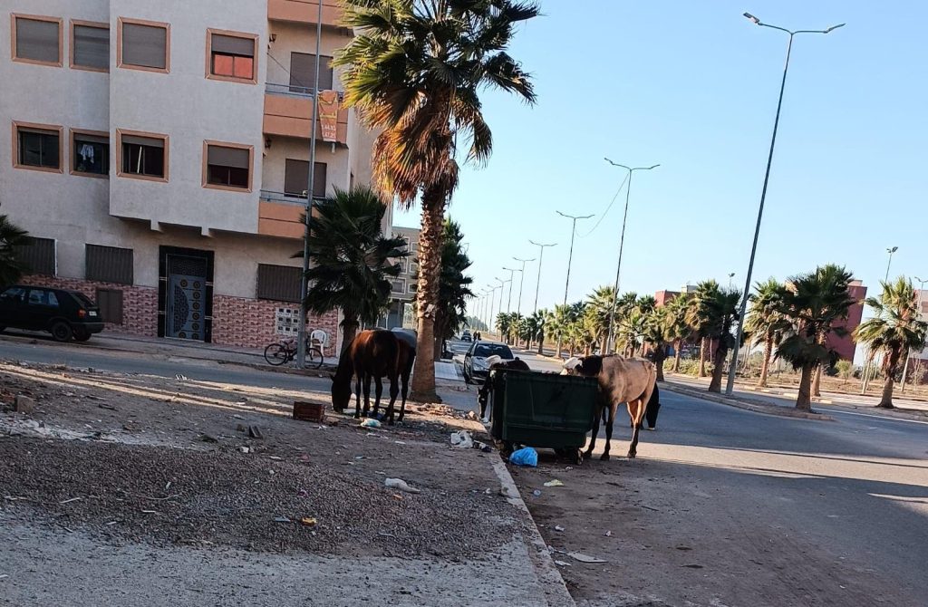 انتشار الدواب والعربات المجرورة في برشيد يثير استياء السكان