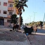 انتشار الدواب والعربات المجرورة في برشيد يثير استياء السكان