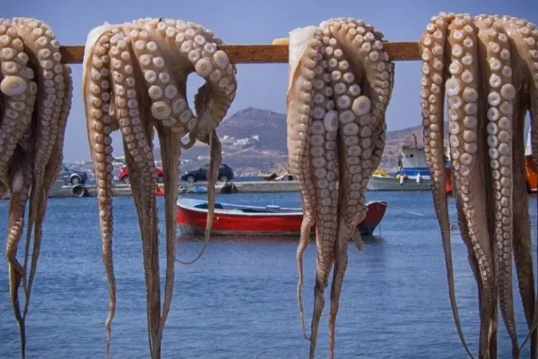 حملة أمنية بالداخلة تُحبط محاولات صيد غير قانوني للأخطبوط